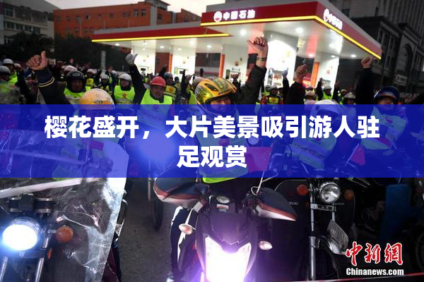 樱花盛开，大片美景吸引游人驻足观赏