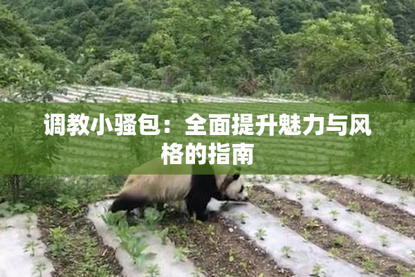 调教小骚包：全面提升魅力与风格的指南