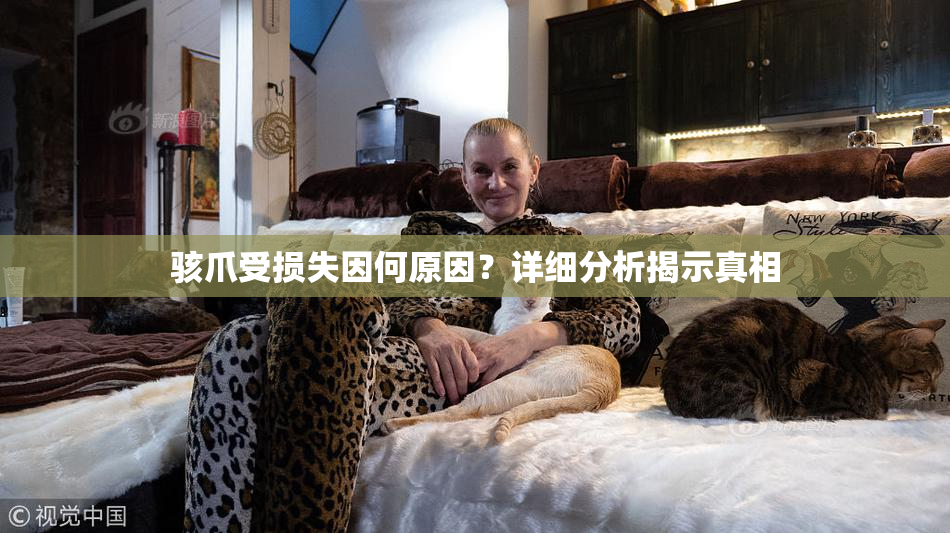 骇爪受损失因何原因？详细分析揭示真相