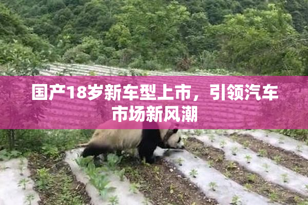 国产18岁新车型上市，引领汽车市场新风潮