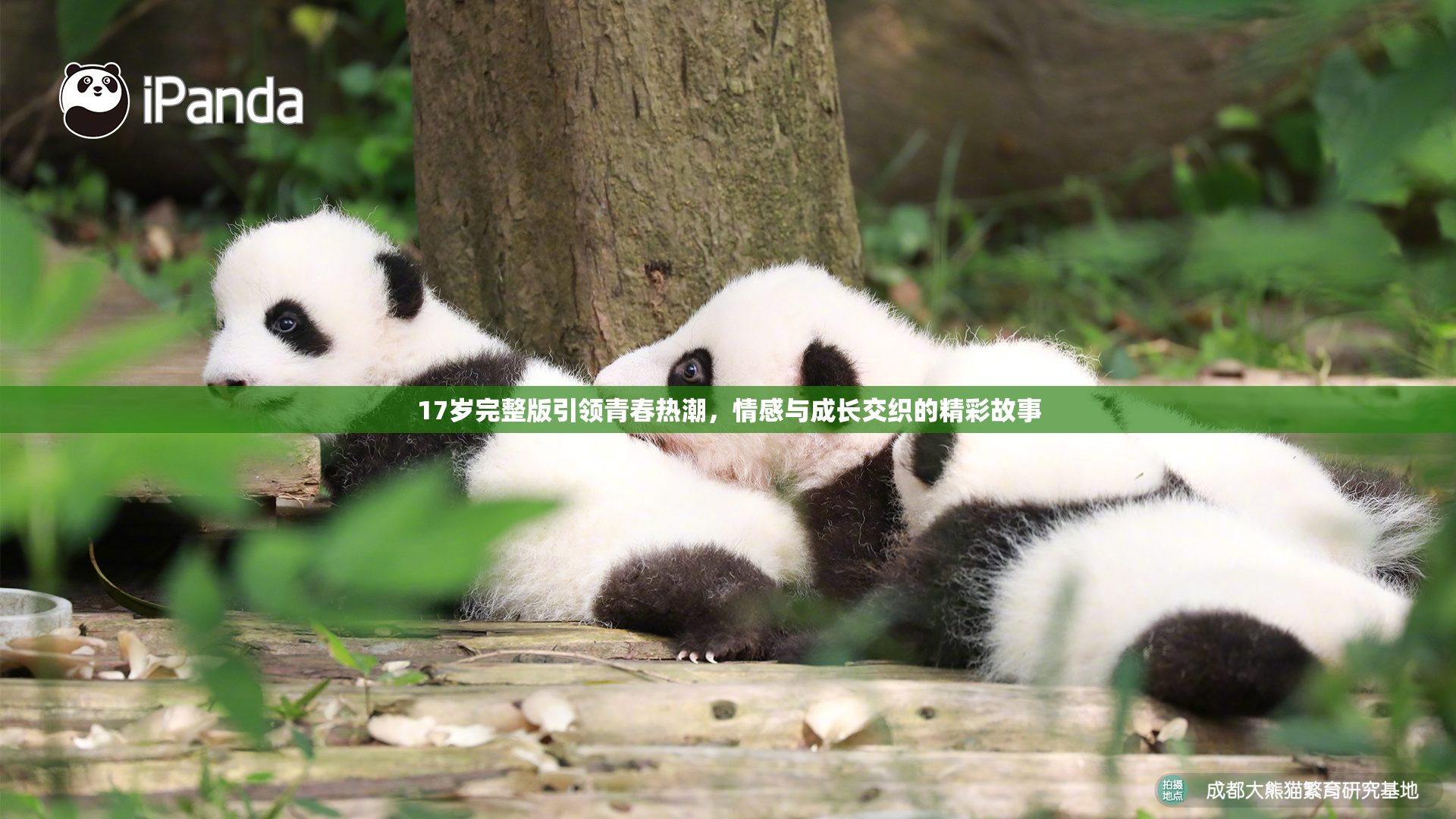 17岁完整版引领青春热潮，情感与成长交织的精彩故事