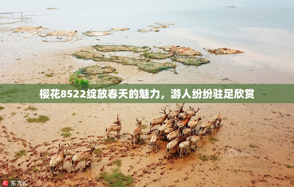 樱花8522绽放春天的魅力，游人纷纷驻足欣赏