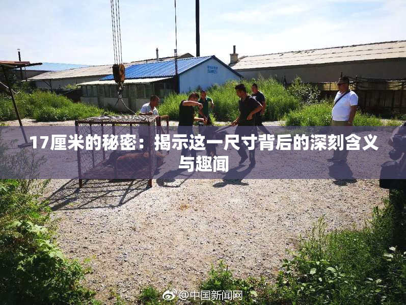 17厘米的秘密：揭示这一尺寸背后的深刻含义与趣闻
