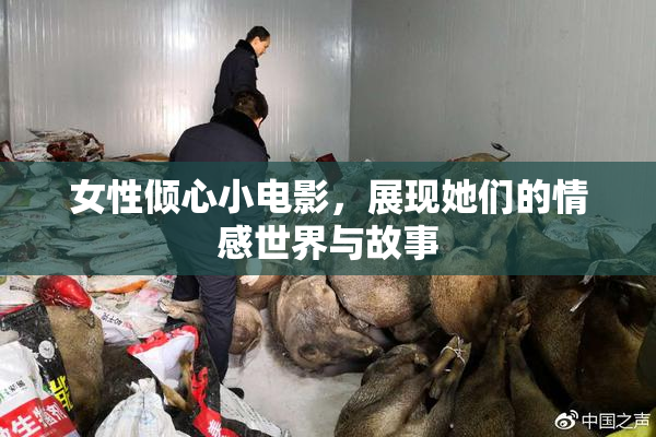 女性倾心小电影，展现她们的情感世界与故事