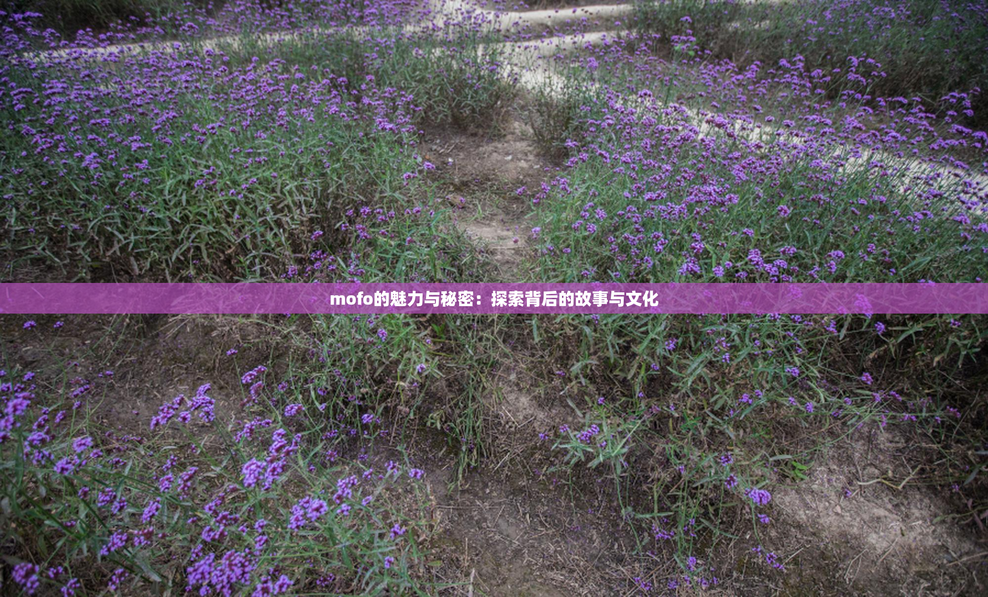 mofo的魅力与秘密：探索背后的故事与文化