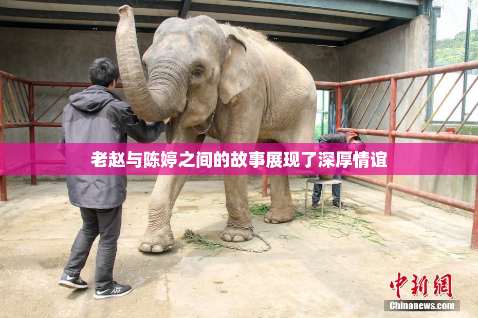 老赵与陈婷之间的故事展现了深厚情谊