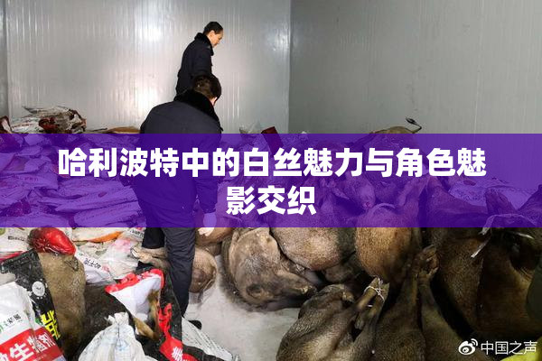 哈利波特中的白丝魅力与角色魅影交织