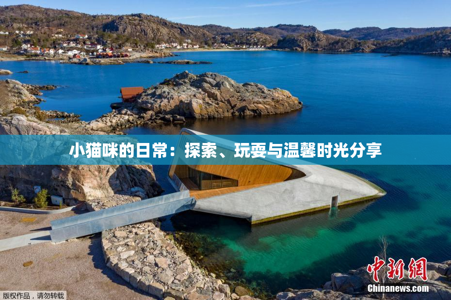 小猫咪的日常：探索、玩耍与温馨时光分享