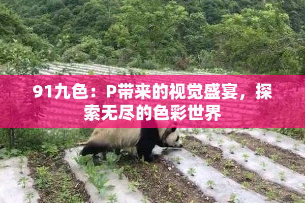 91九色：P带来的视觉盛宴，探索无尽的色彩世界