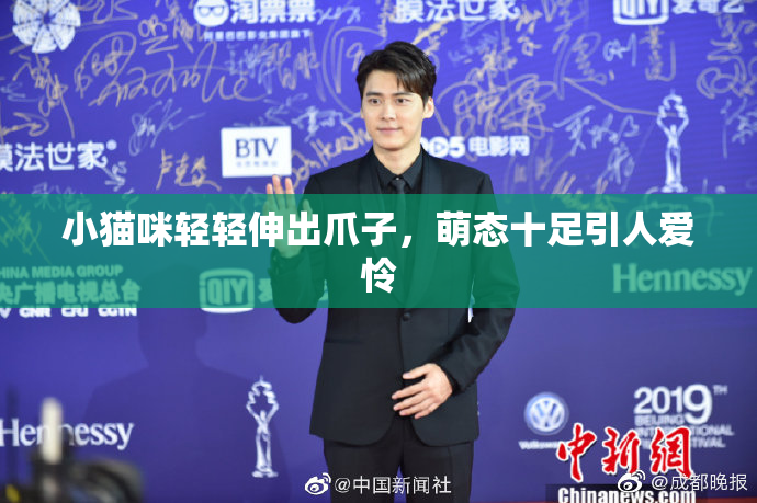小猫咪轻轻伸出爪子，萌态十足引人爱怜