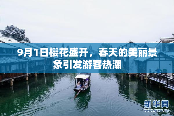 9月1日樱花盛开，春天的美丽景象引发游客热潮