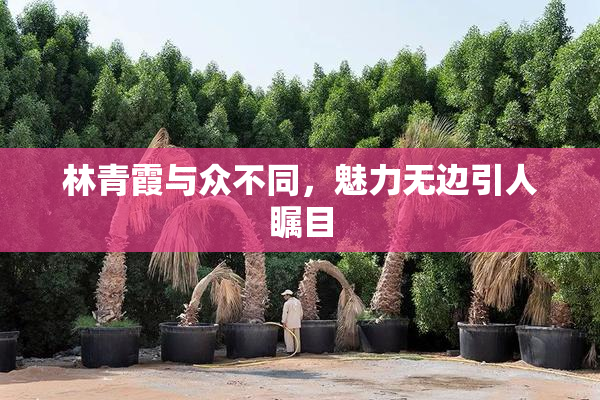 林青霞与众不同，魅力无边引人瞩目