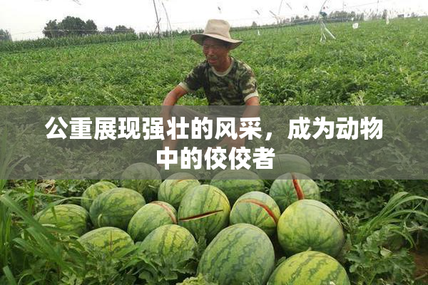 公重展现强壮的风采，成为动物中的佼佼者