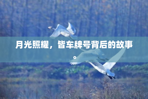 月光照耀，皆车牌号背后的故事。