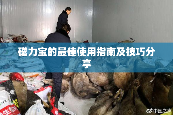 磁力宝的最佳使用指南及技巧分享