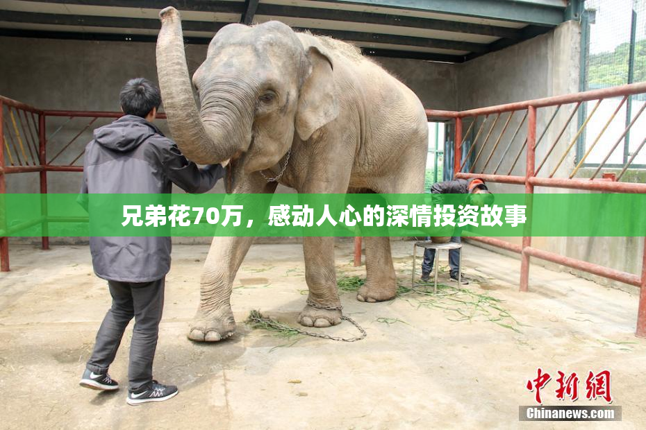兄弟花70万，感动人心的深情投资故事