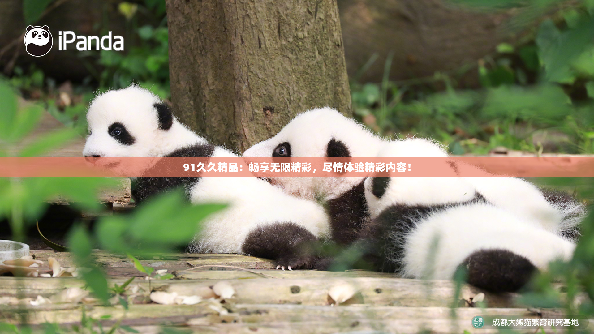 91久久精品：畅享无限精彩，尽情体验精彩内容！