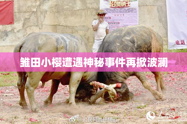 雏田小樱遭遇神秘事件再掀波澜