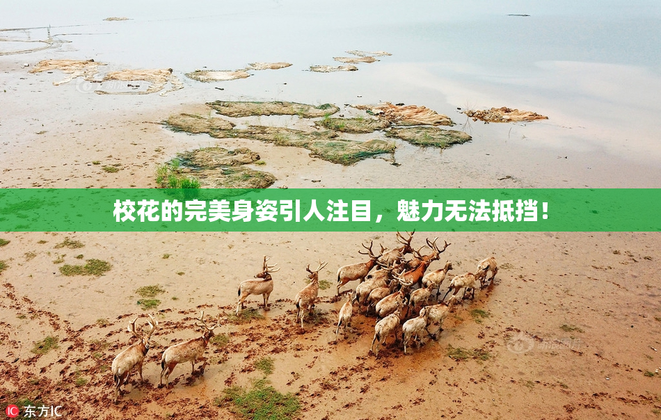 校花的完美身姿引人注目，魅力无法抵挡！