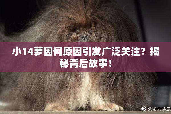 小14萝因何原因引发广泛关注？揭秘背后故事！