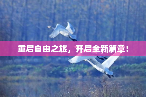 重启自由之旅，开启全新篇章！