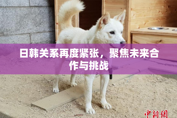 日韩关系再度紧张，聚焦未来合作与挑战