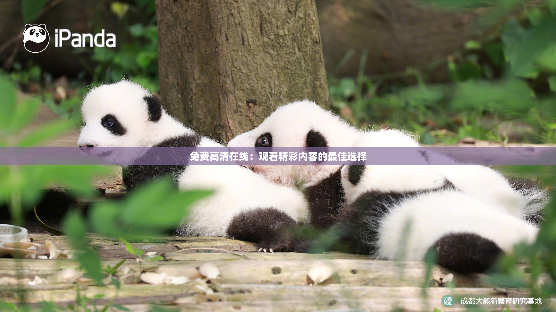 免费高清在线：观看精彩内容的最佳选择