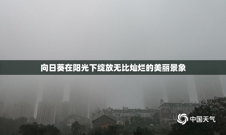 向日葵在阳光下绽放无比灿烂的美丽景象
