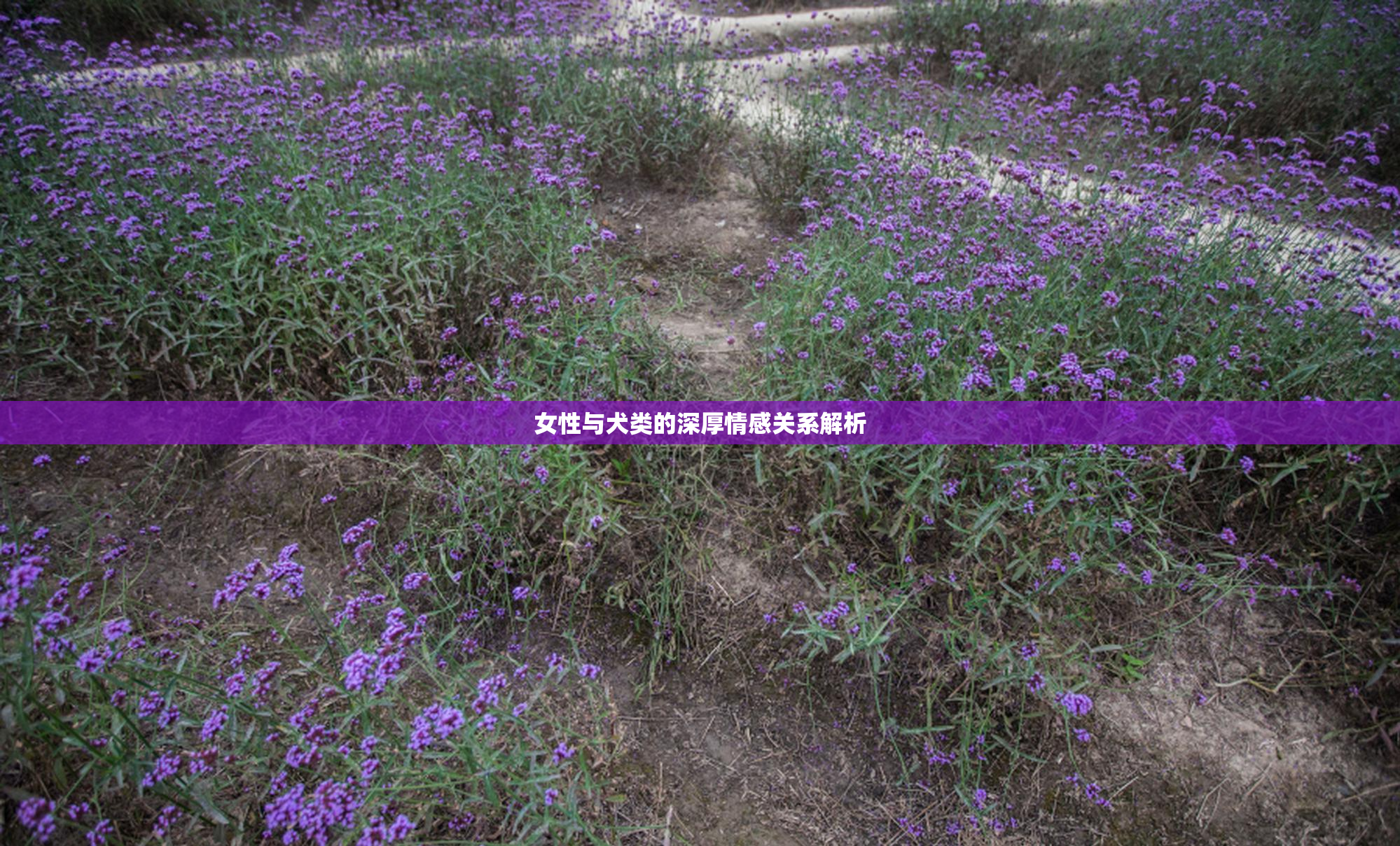 女性与犬类的深厚情感关系解析