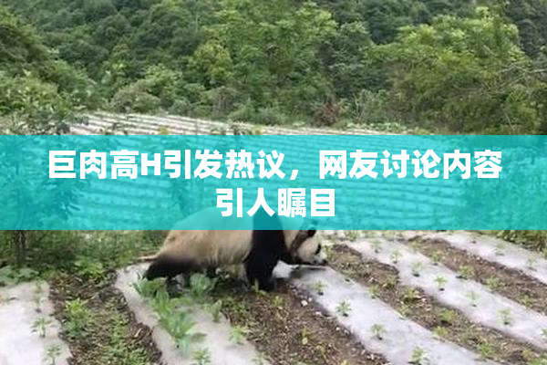 巨肉高H引发热议，网友讨论内容引人瞩目