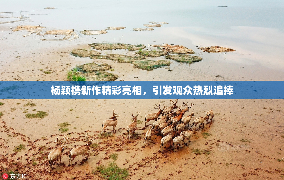 杨颖携新作精彩亮相，引发观众热烈追捧