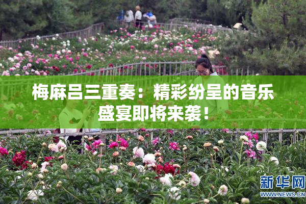 梅麻吕三重奏：精彩纷呈的音乐盛宴即将来袭！