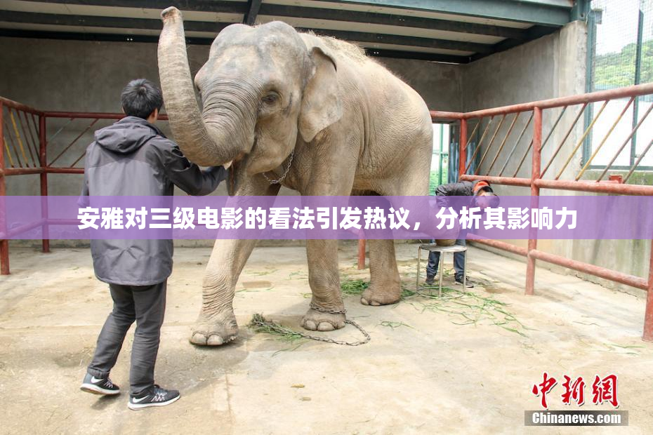 安雅对三级电影的看法引发热议，分析其影响力
