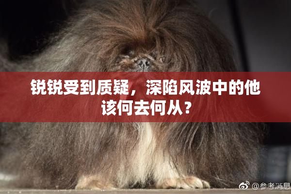 锐锐受到质疑，深陷风波中的他该何去何从？