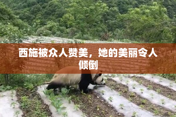 西施被众人赞美，她的美丽令人倾倒