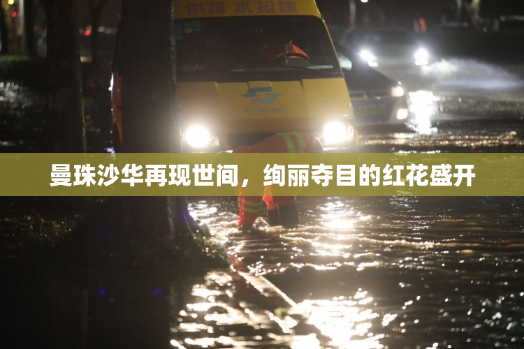 曼珠沙华再现世间，绚丽夺目的红花盛开