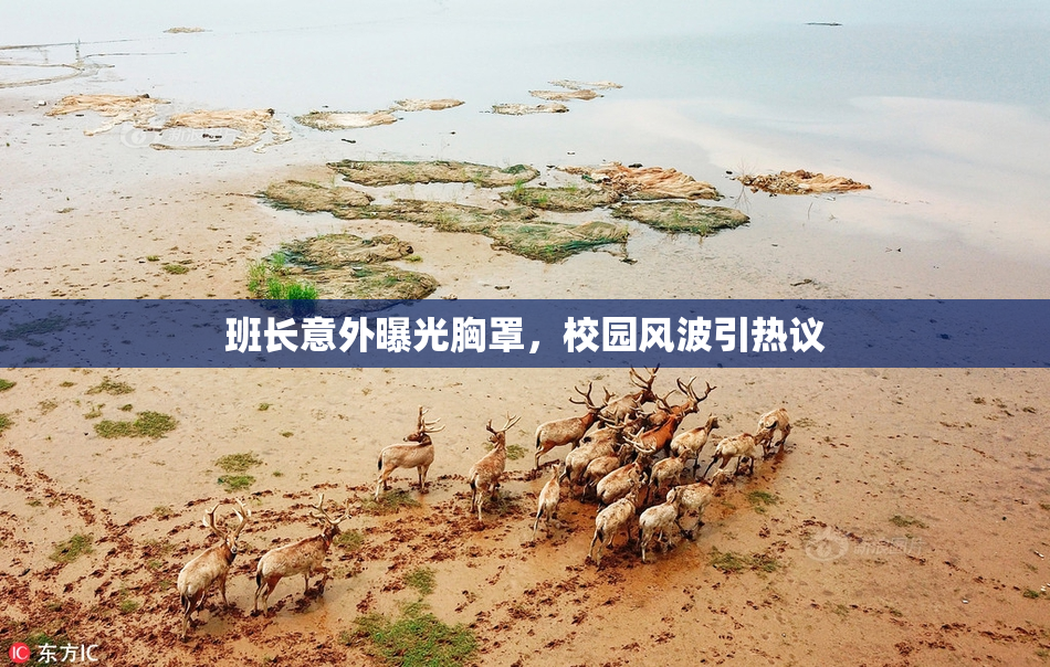 班长意外曝光胸罩，校园风波引热议