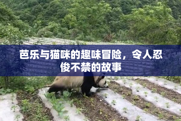 芭乐与猫咪的趣味冒险，令人忍俊不禁的故事