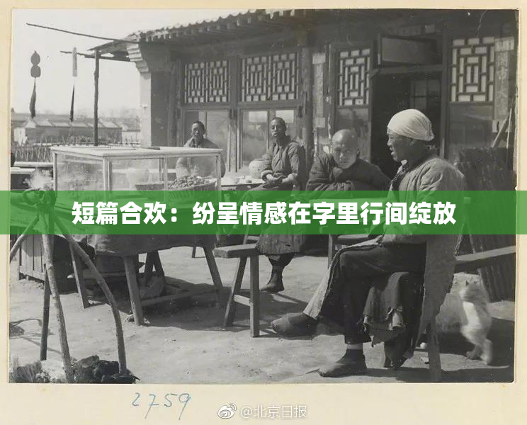 短篇合欢：纷呈情感在字里行间绽放