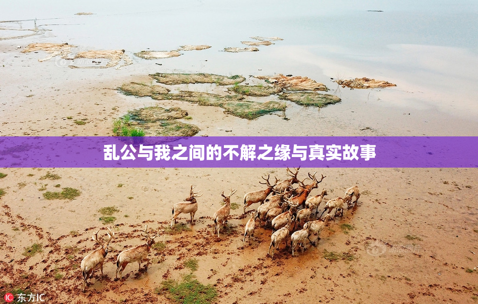 乱公与我之间的不解之缘与真实故事