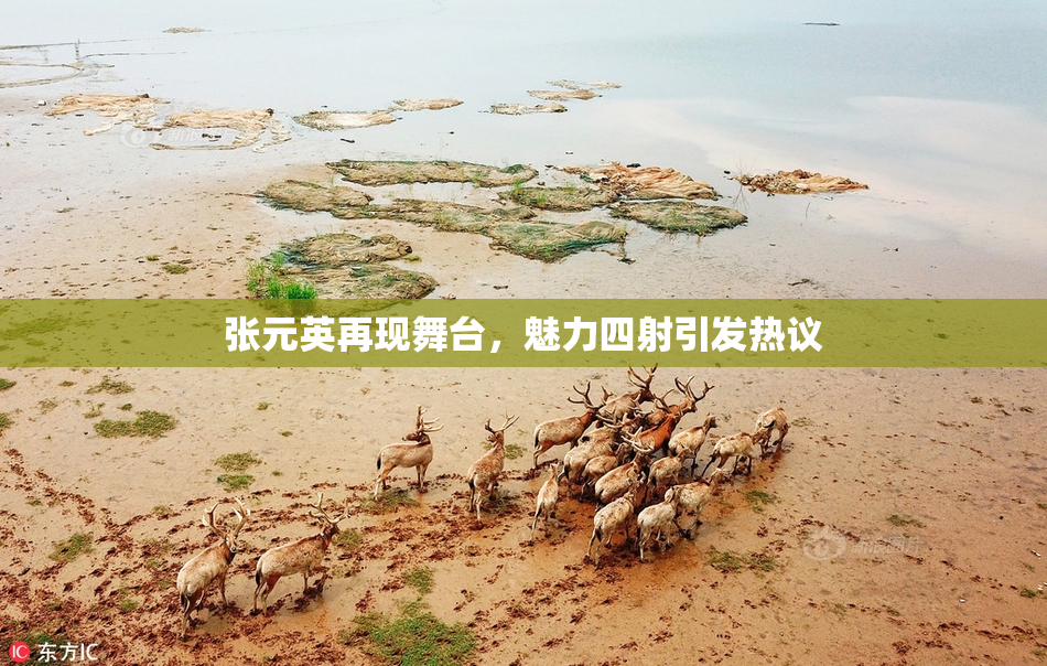 张元英再现舞台，魅力四射引发热议