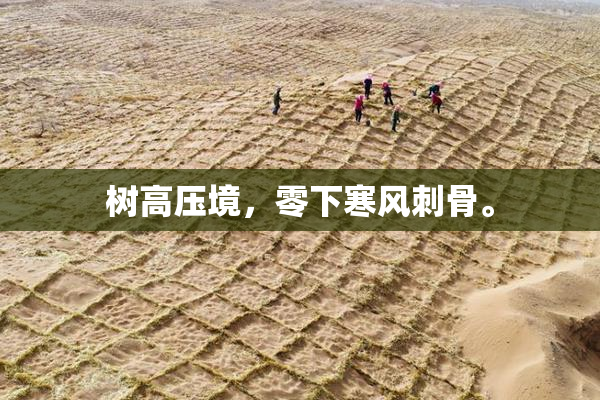 树高压境，零下寒风刺骨。