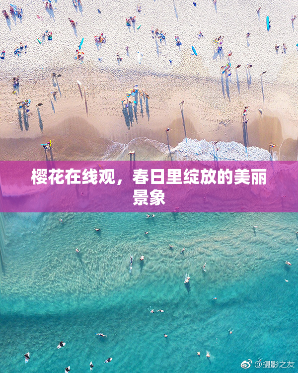 樱花在线观，春日里绽放的美丽景象