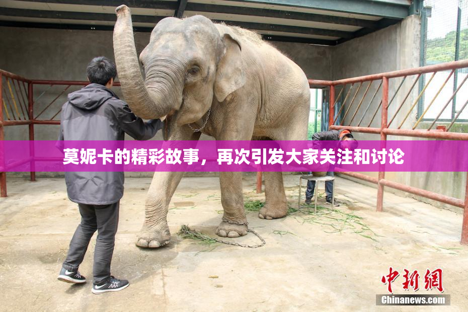莫妮卡的精彩故事，再次引发大家关注和讨论
