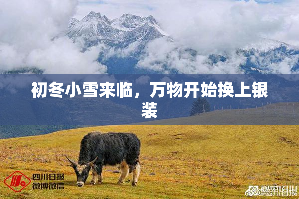 初冬小雪来临，万物开始换上银装
