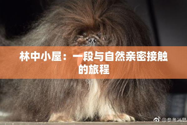 林中小屋：一段与自然亲密接触的旅程