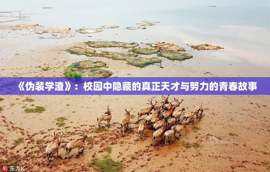 《伪装学渣》：校园中隐藏的真正天才与努力的青春故事