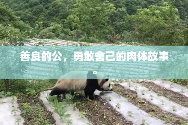 善良的公，勇敢舍己的肉体故事。
