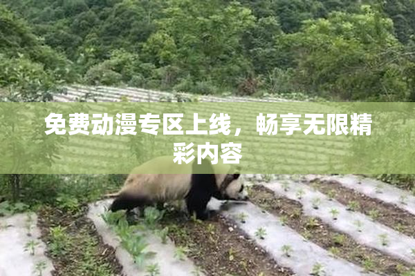 免费动漫专区上线，畅享无限精彩内容