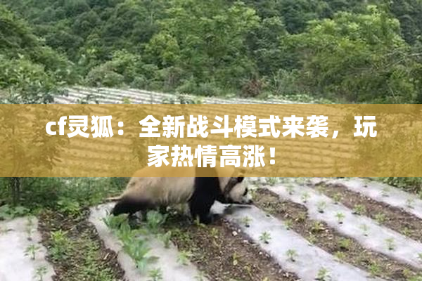 cf灵狐：全新战斗模式来袭，玩家热情高涨！